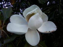 Magnolia